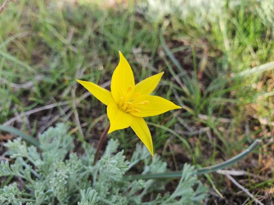 Тюльпан Биберштейна Tulipa biebersteiniana