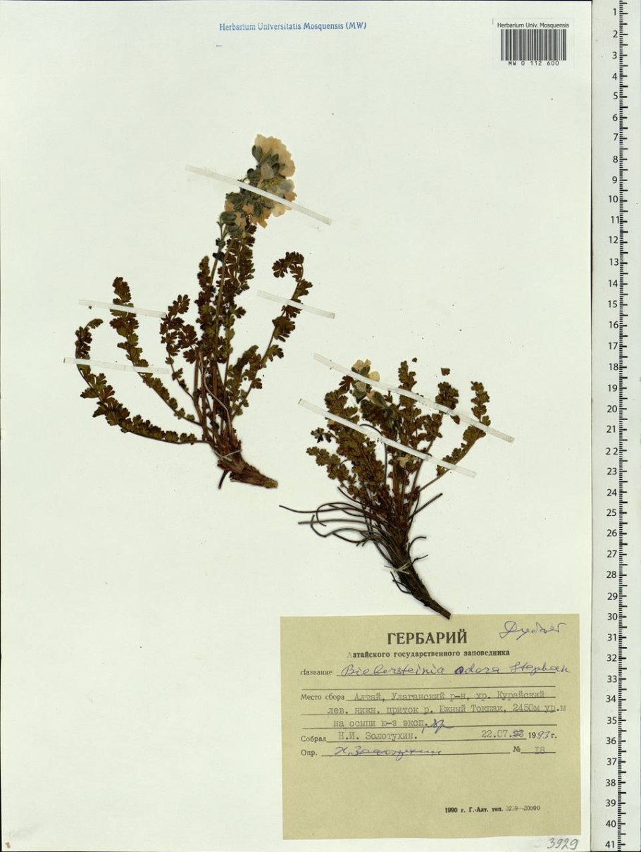 Тюльпаны Шренка и Биберштейна