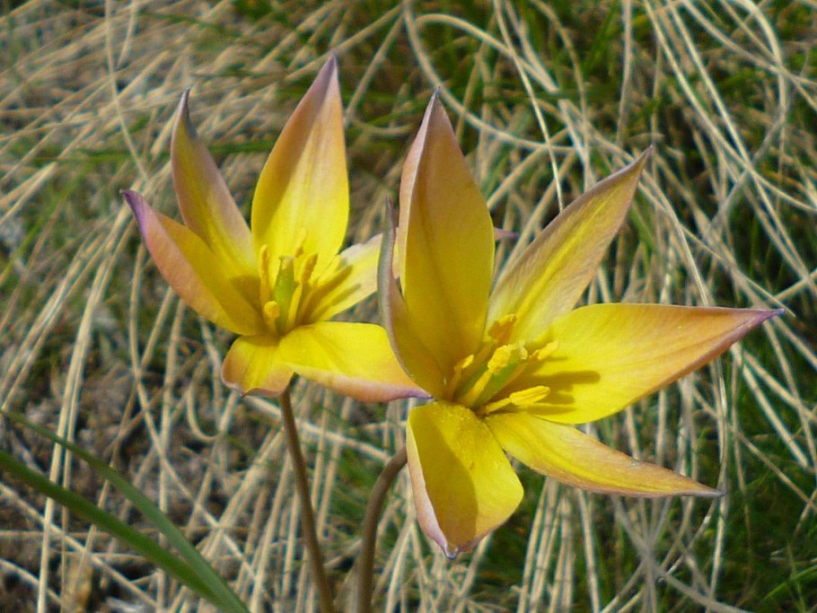 Тюльпан Биберштейна