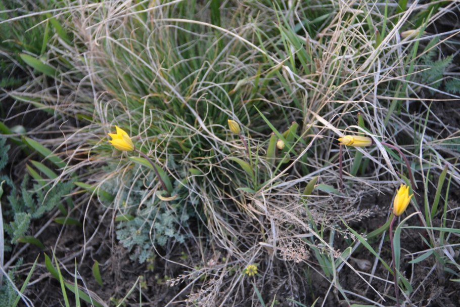 Тюльпан Биберштейна плод