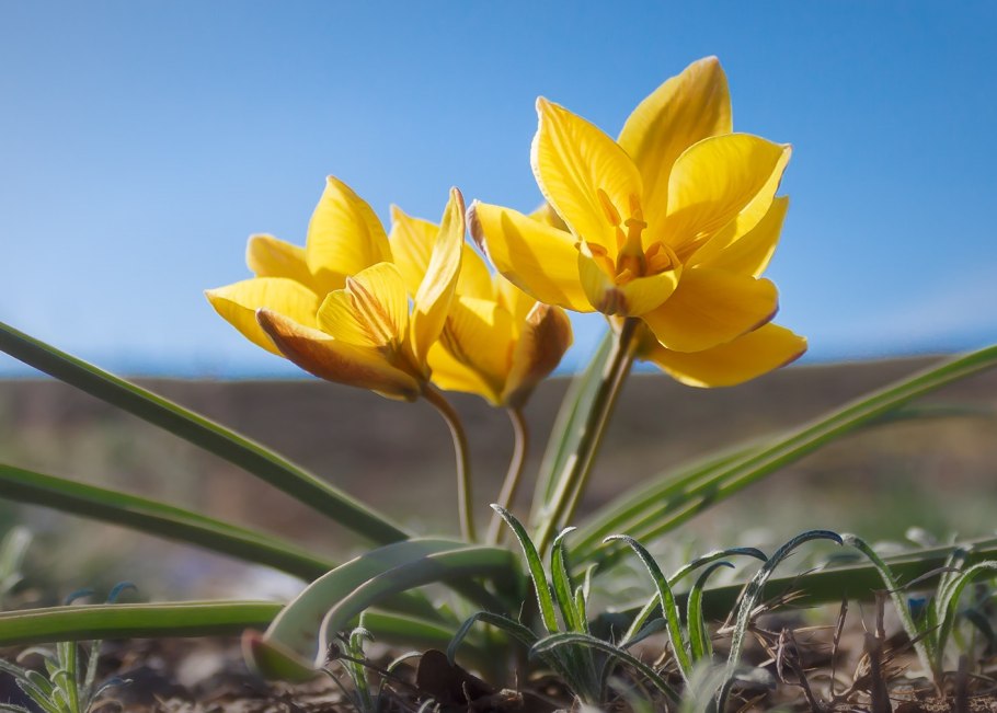 Дикие тюльпаны степные биберштейна