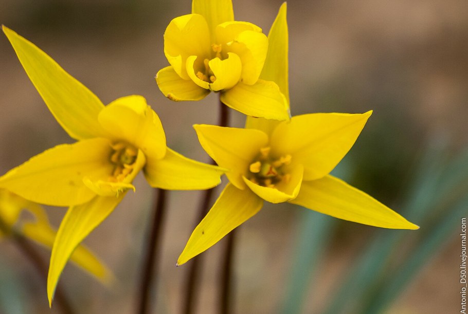 Тюльпан Биберштейна