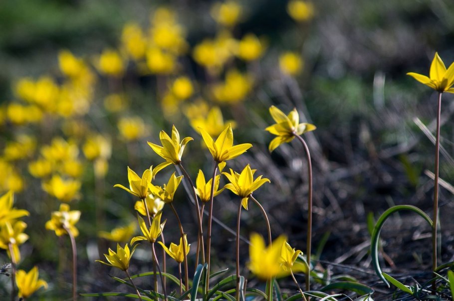 Мини экскаватор Kobelco sk025