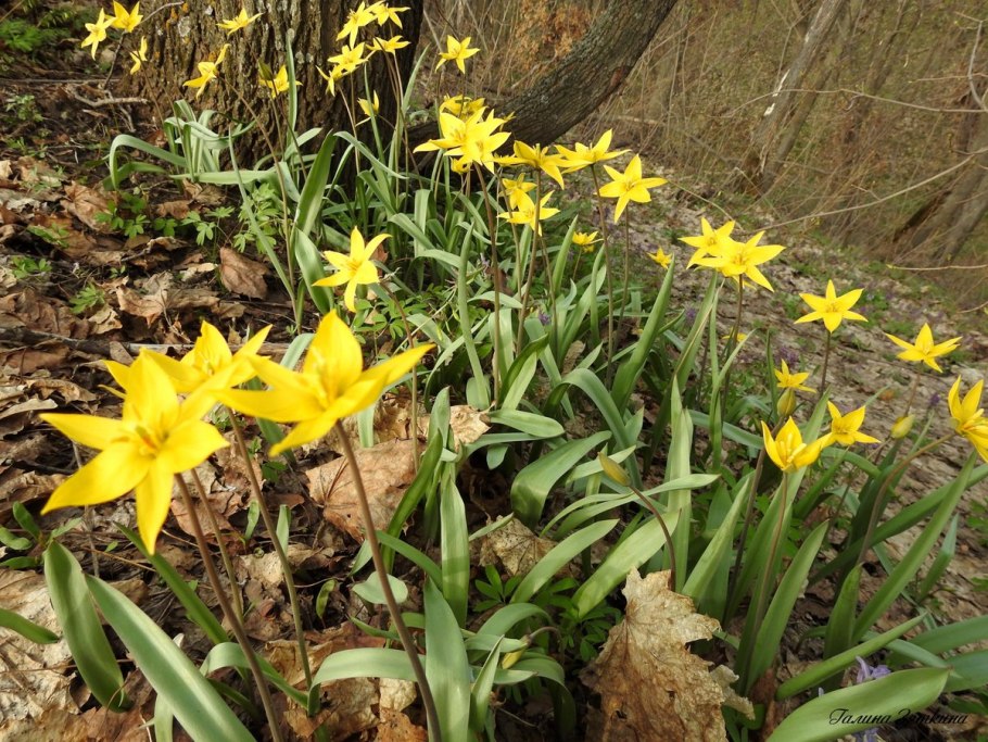 Тюльпан биберштейна