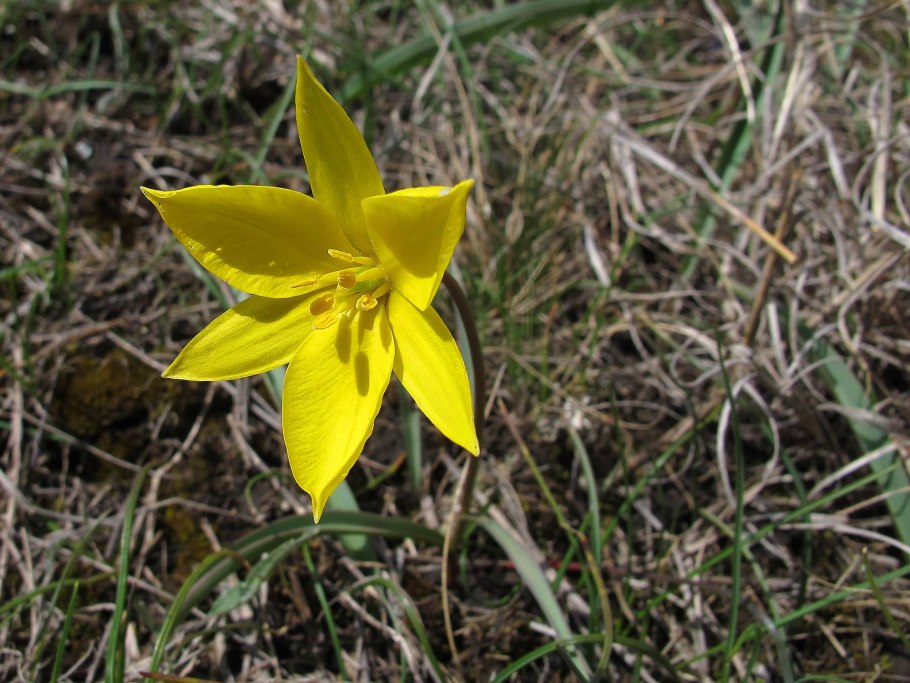 Ботанический тюльпан Sylvestris