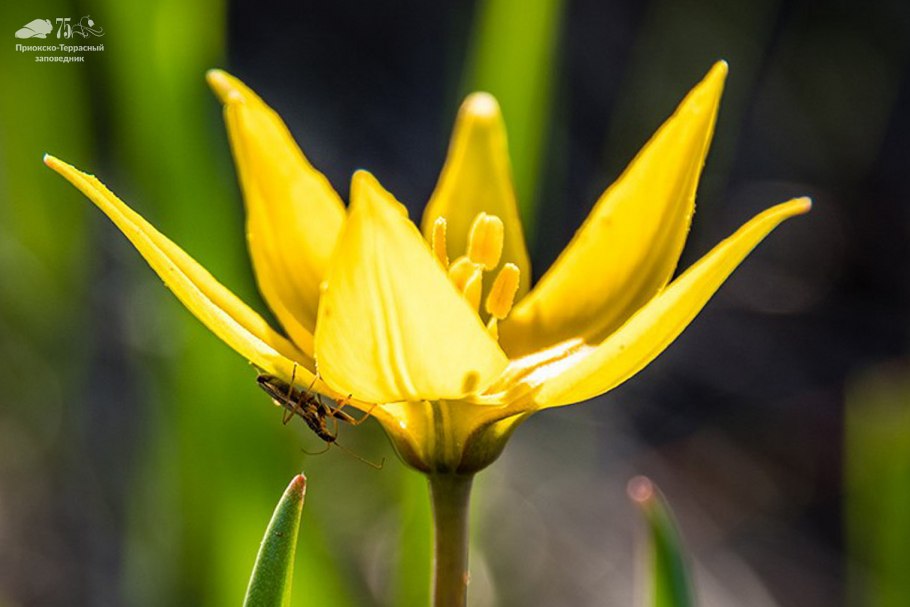 Тюльпан Биберштейна Tulipa biebersteiniana