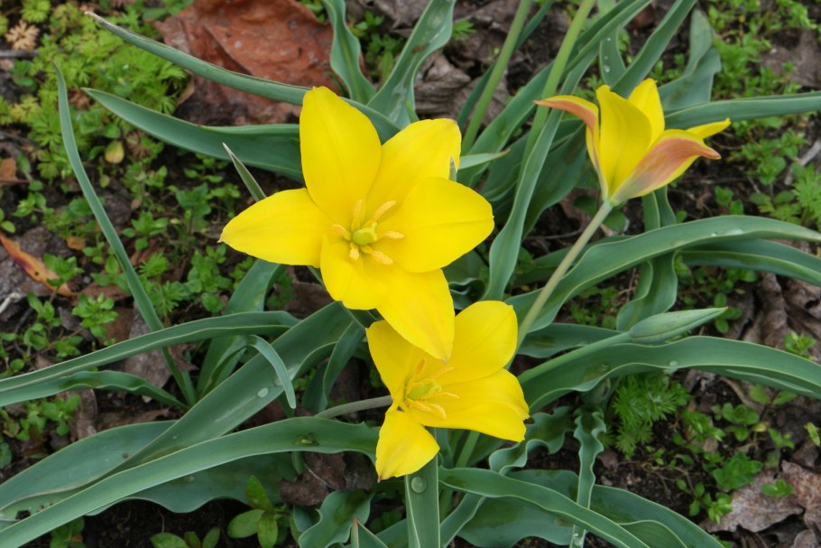 Дикий тюльпан Биберштейна