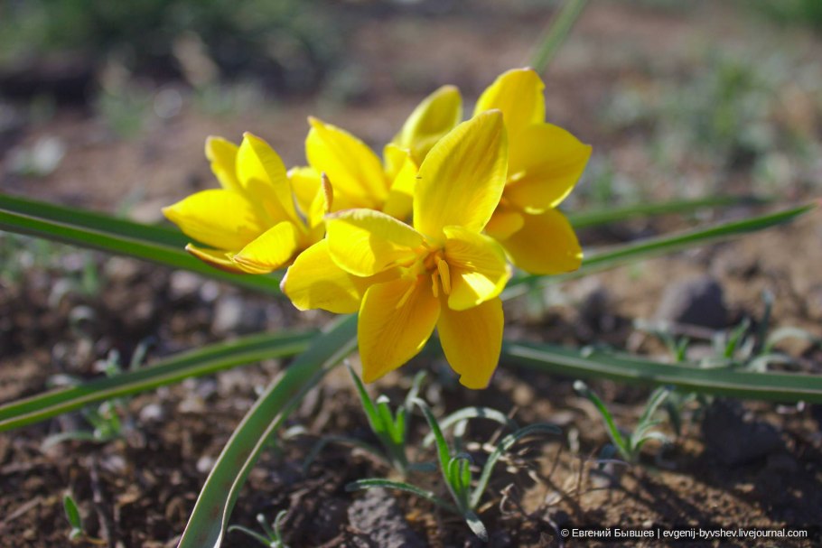 Тюльпан Биберштейна