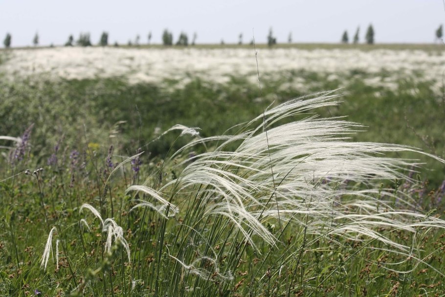 Ковыль волосатик Stipa capillata