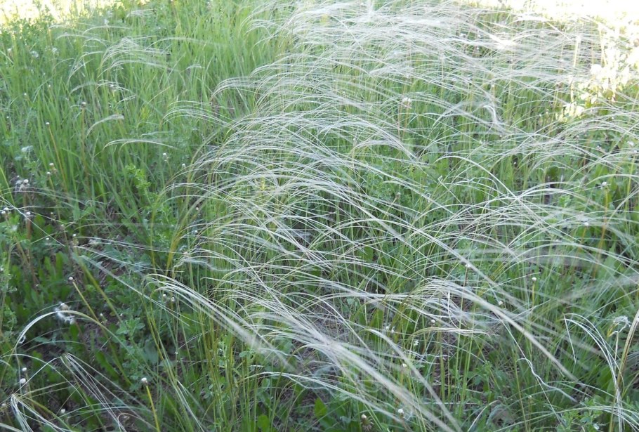 Овсовидка злак