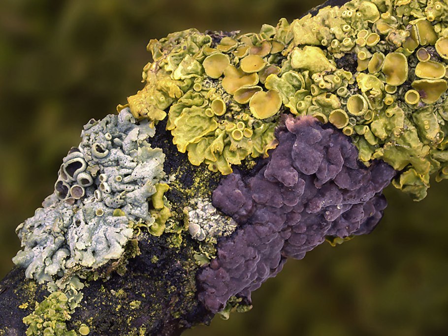 Доли борозды и извилины головного мозга