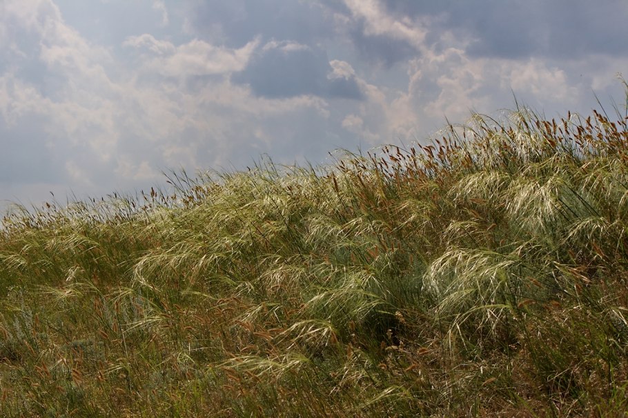 Ковыль перистый (Stipa pennata)