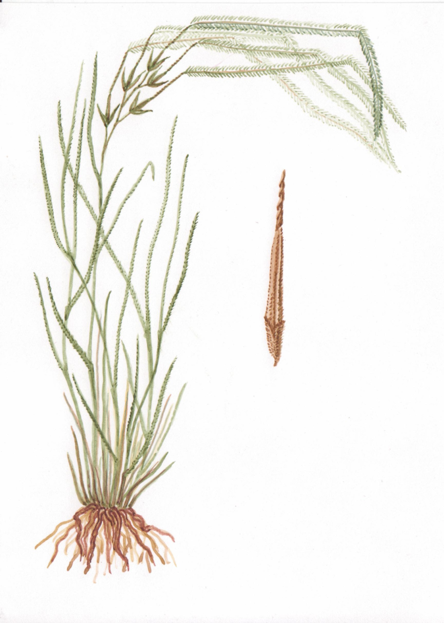 Ковыль волосатик (Тырса)