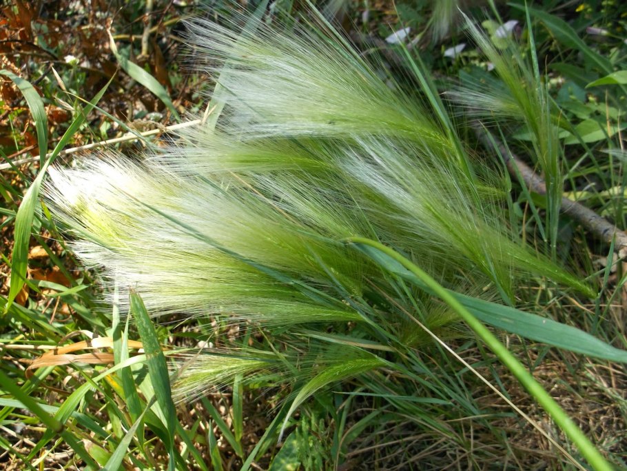 Ковыль волосатик (Тырса)