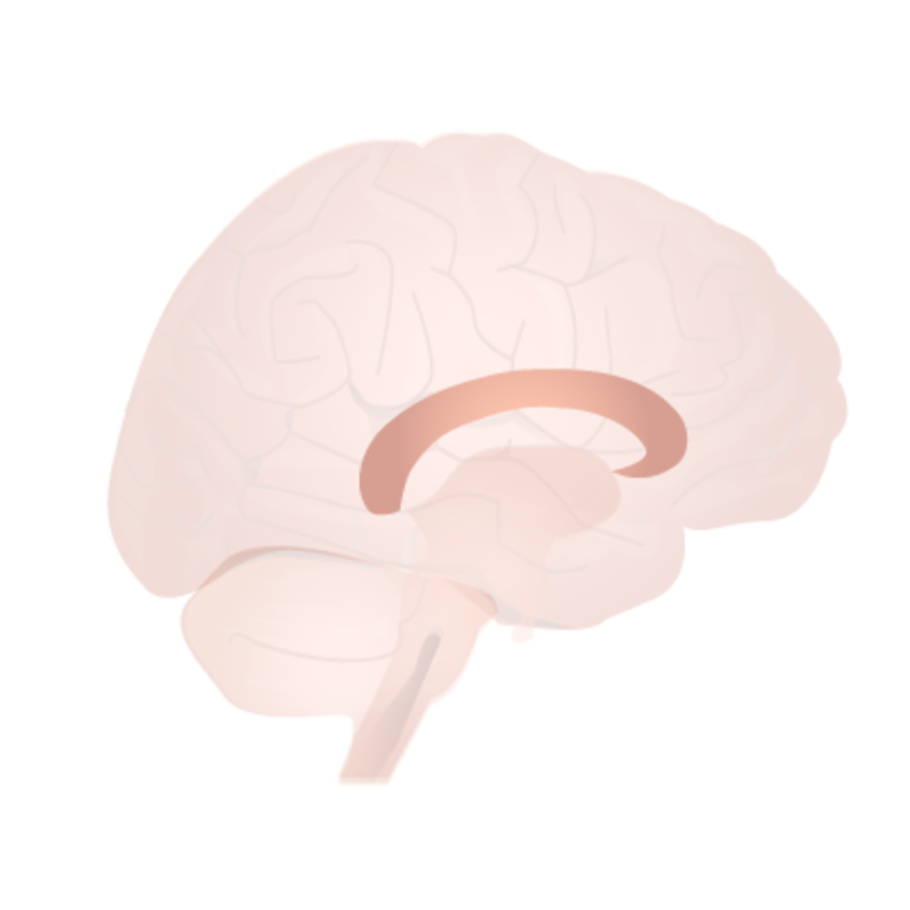 Комиссуральные волокна головного мозга