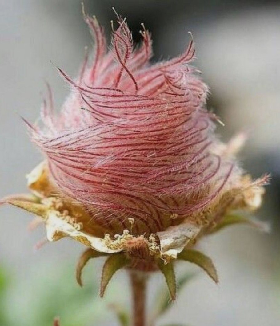 ВПЧ подошвенные бородавки