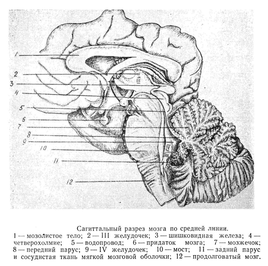 , Раковина Nassa-Camelus
