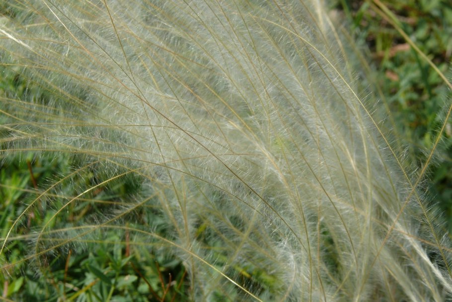 Ковыль-волосатик (Stipa)
