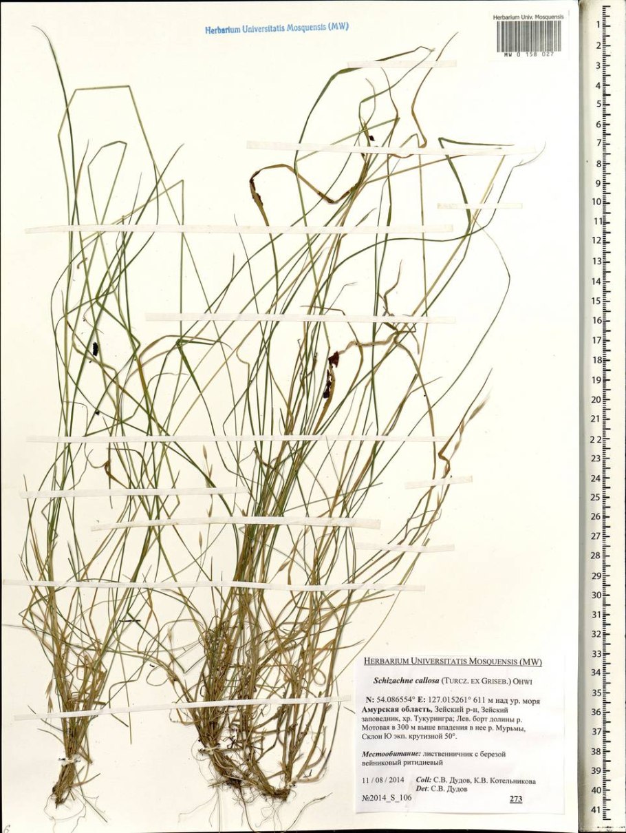 Ковыль волосатик Stipa capillata