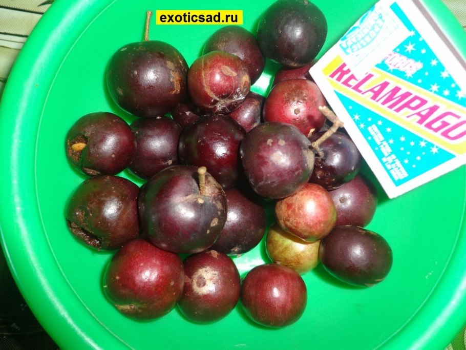 Флакуртия индийская дерево