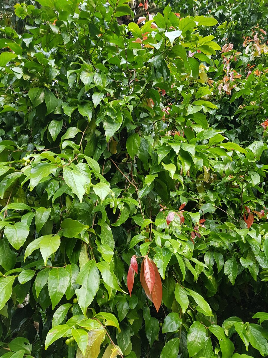 DRYPETES perreticulata