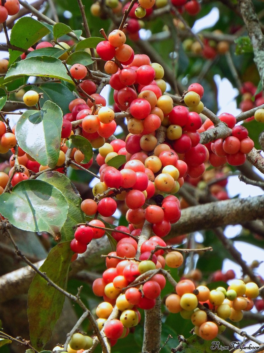 Флакуртия (Flacourtia)