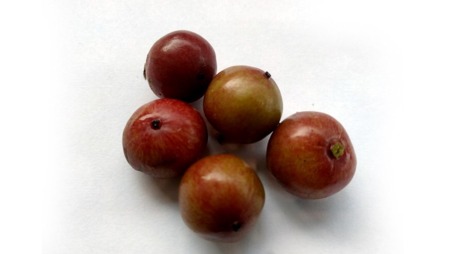 DRYPETES perreticulata