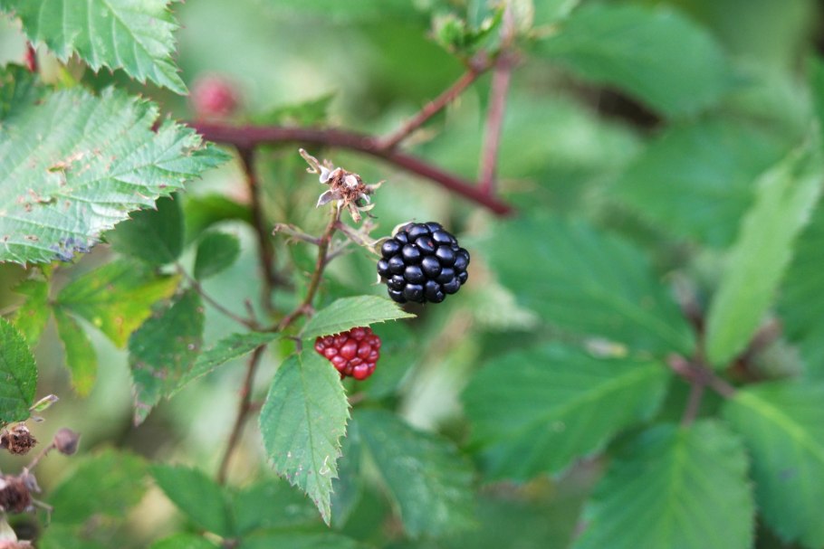 Ежевика несская