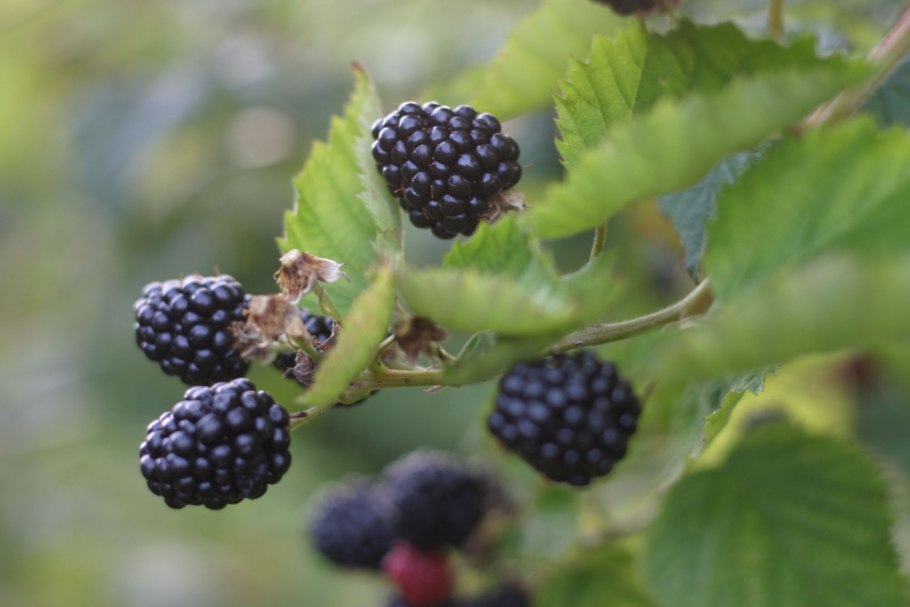 Ежемалина Торнфри