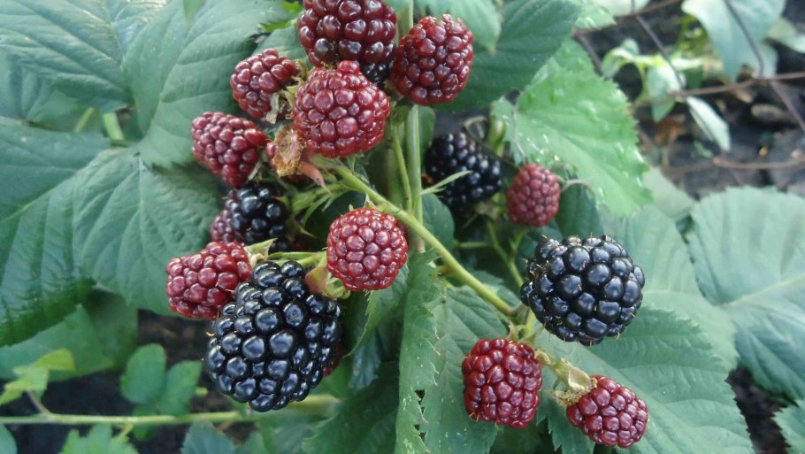 Ежевика Садовая
