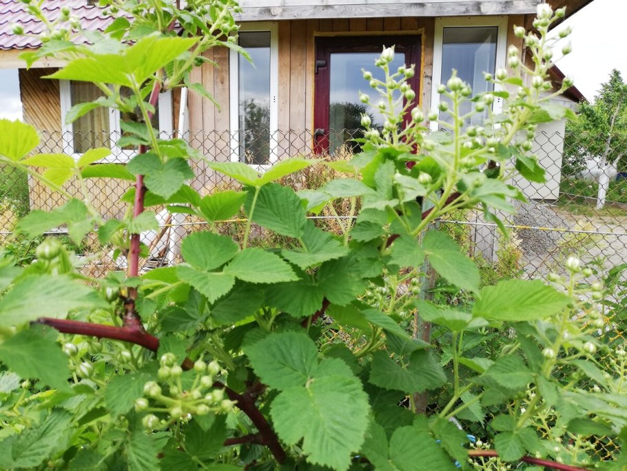 Ежевика куманика