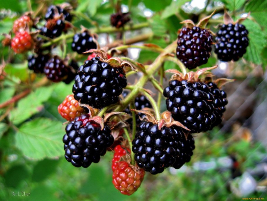 Лесная ягода похожая на ежевику