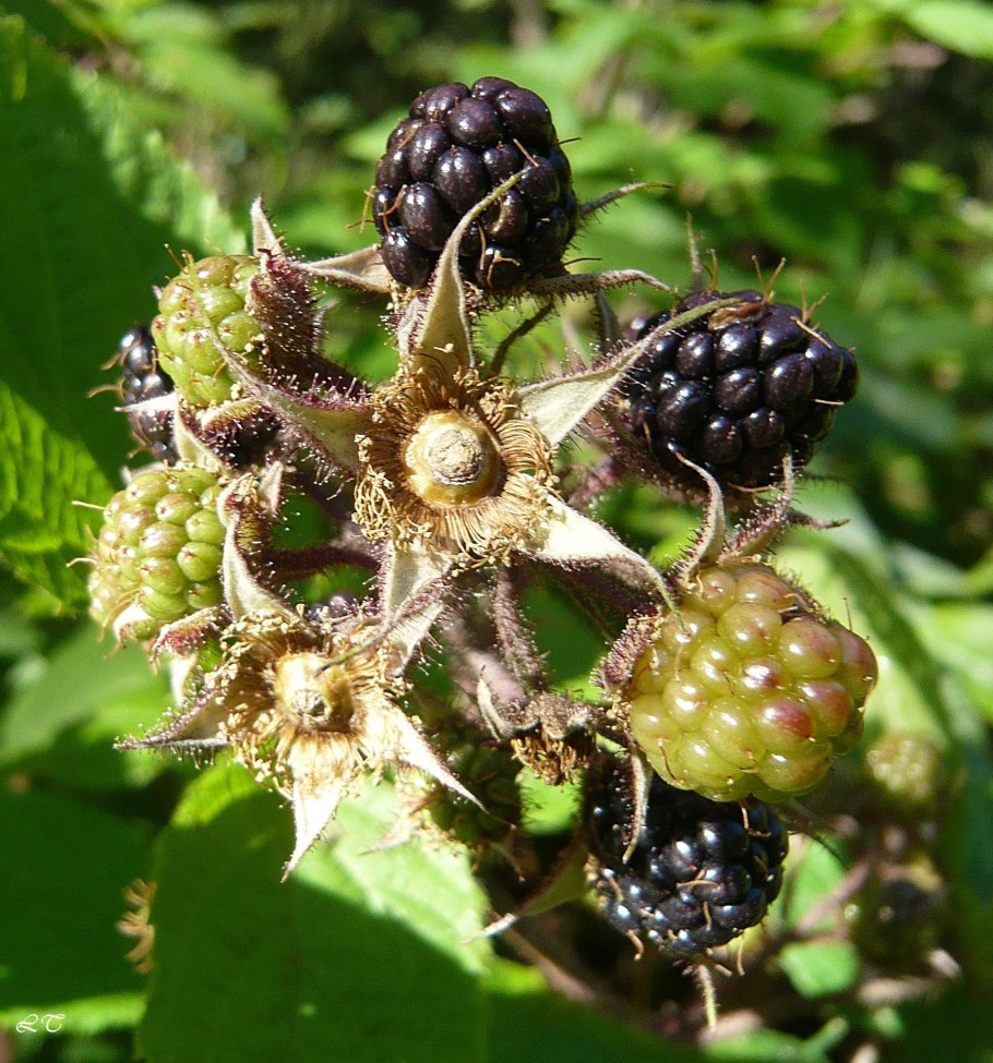Ежевика Садовая цветы