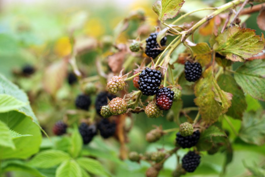 Цветок из семейства Rubus