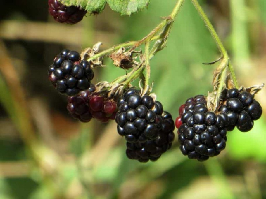 Лесная ежевика в Казахстане