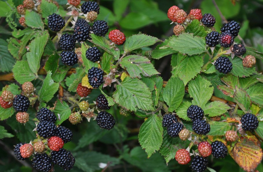 Ежевика дерево фото