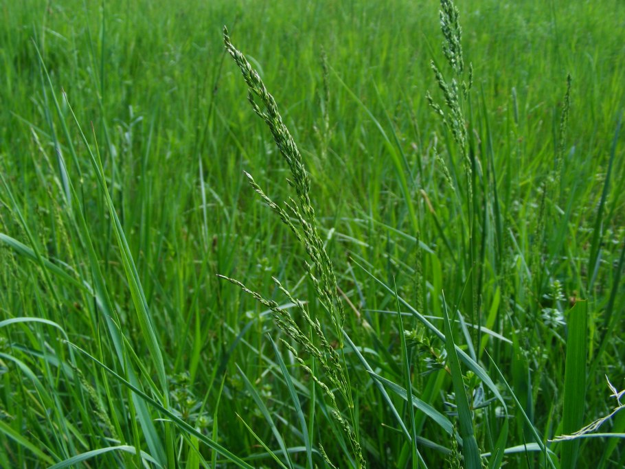 Розмарин и кинза