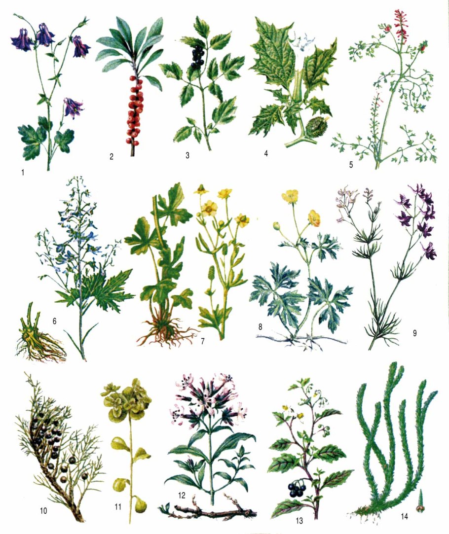 Травяные растения и их названия