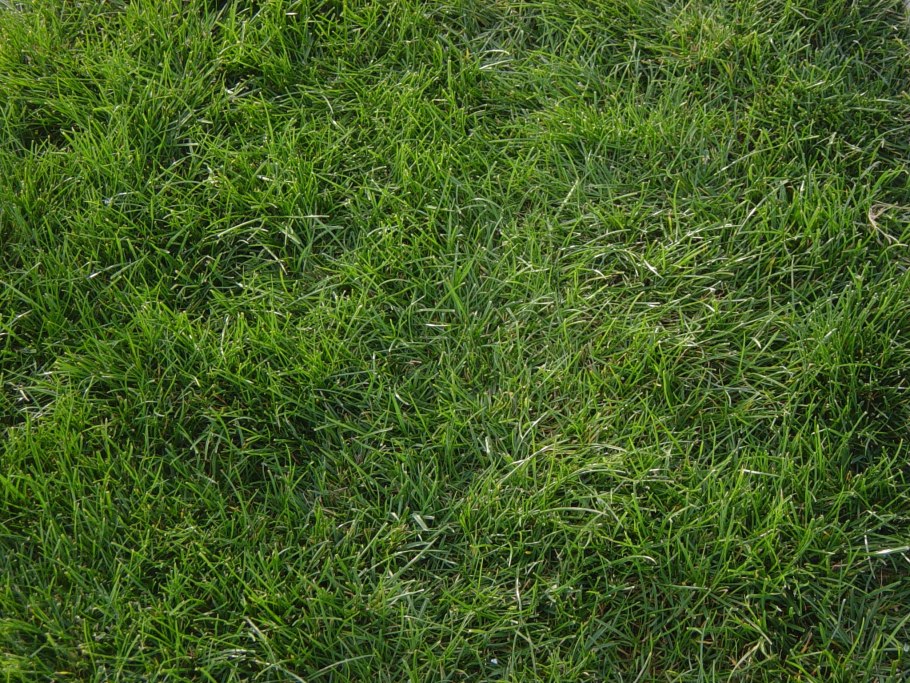 Шалфей Дубравный 'Mainacht'