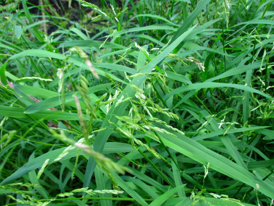 Шалфей Дубравный 'Night field'