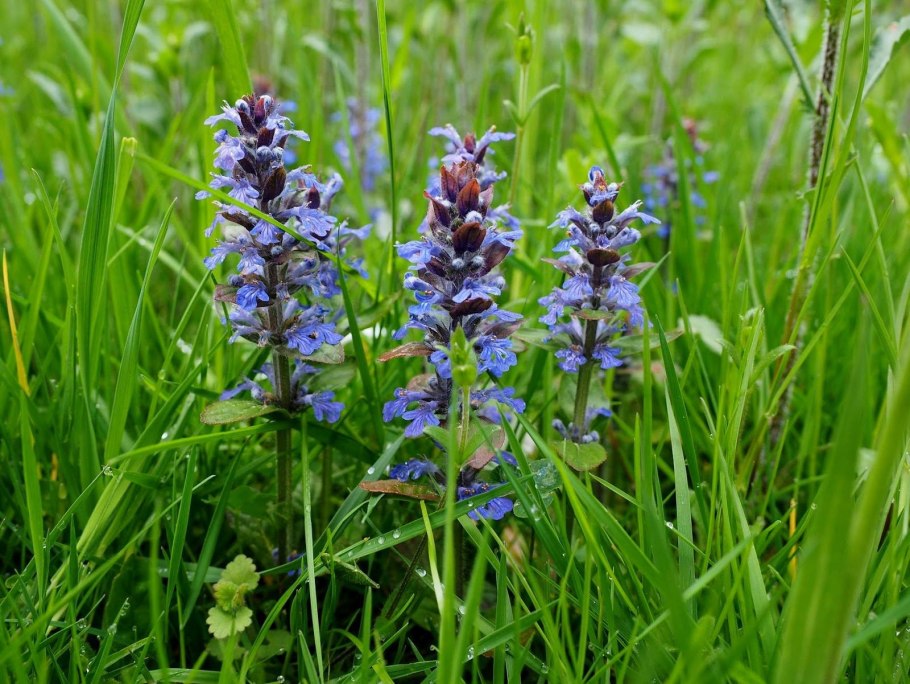 Galium aparine подмаренник цепкий