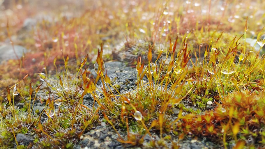 Тортулла пустынная