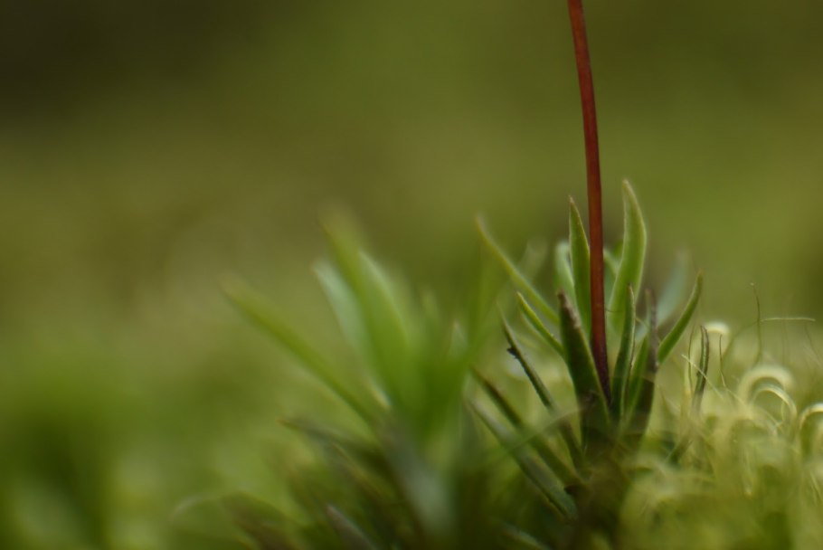 Nowellia curvifolia (dicks.) Mitt
