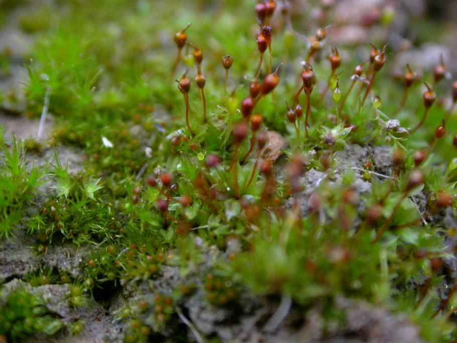 Тортула щитовидная