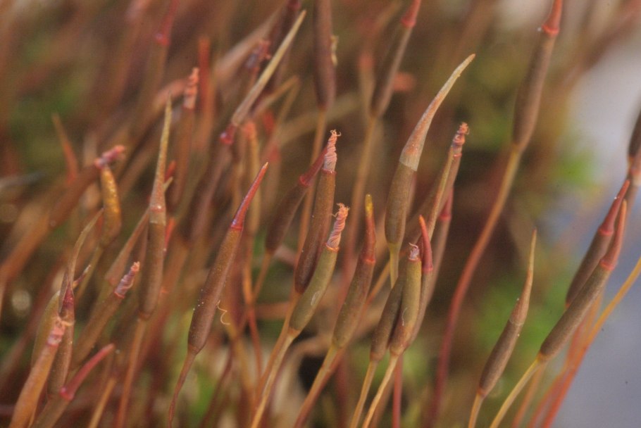 Барбула полудюймовая
