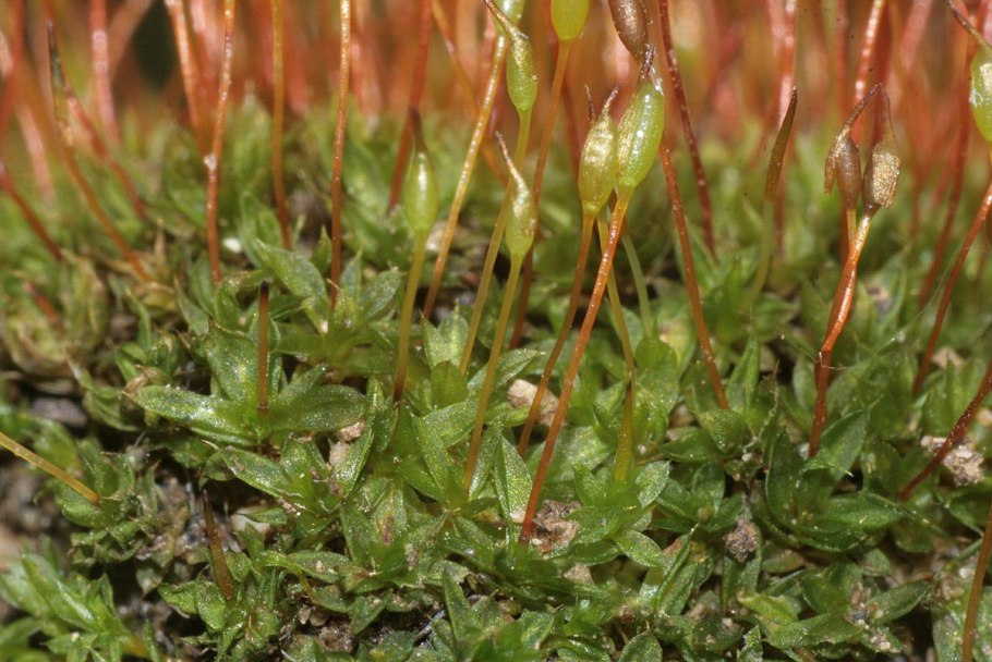 Тортула Сельская мох