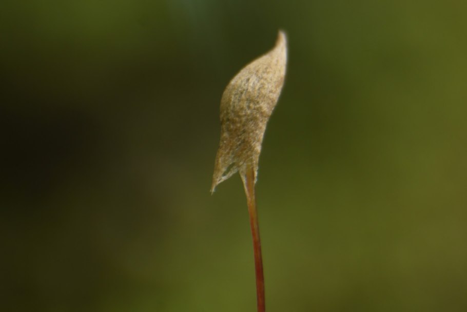 Хот Тамалес