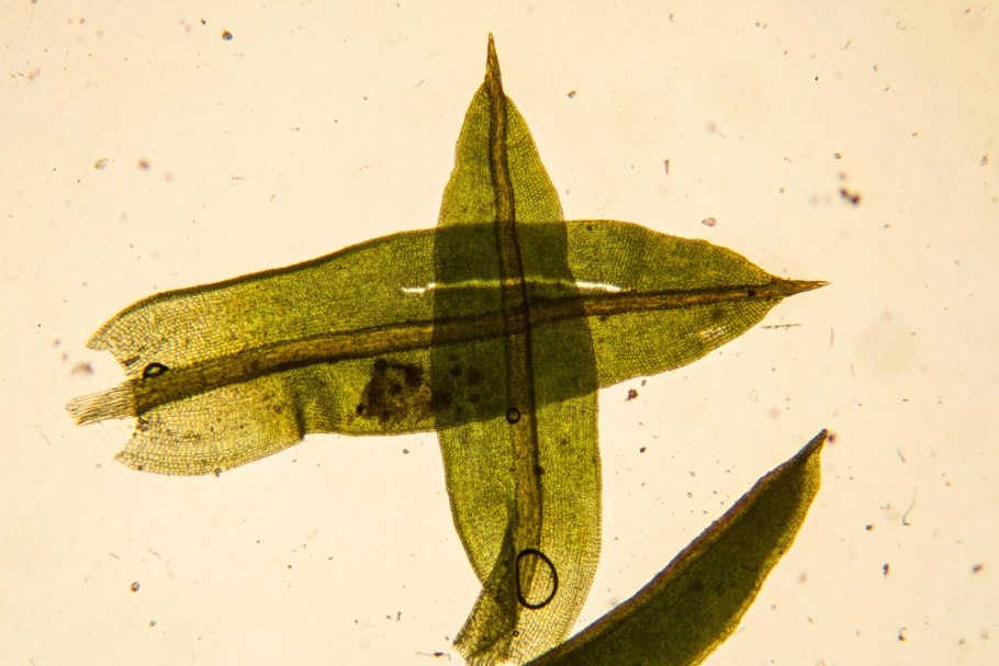 Индийские самокрутки