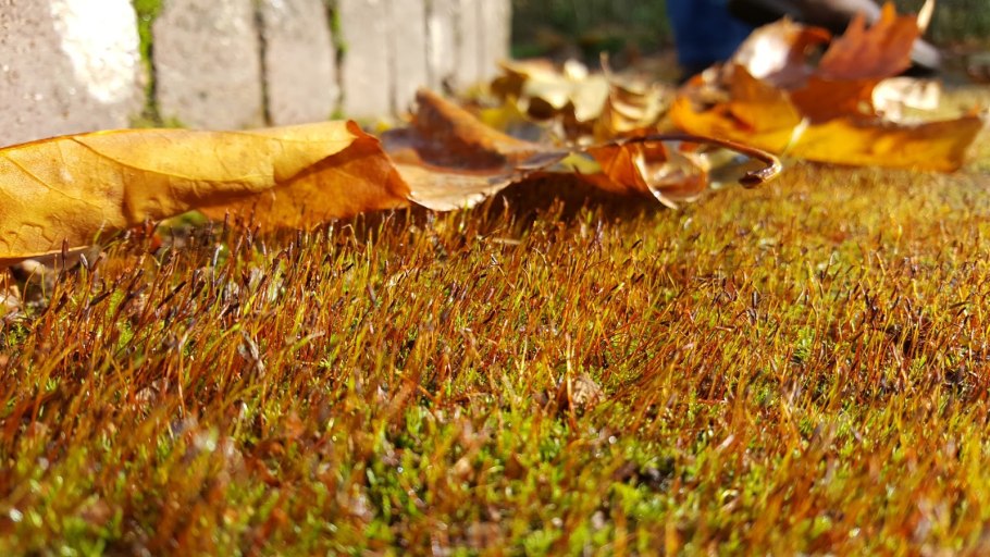 Алоина жесткая