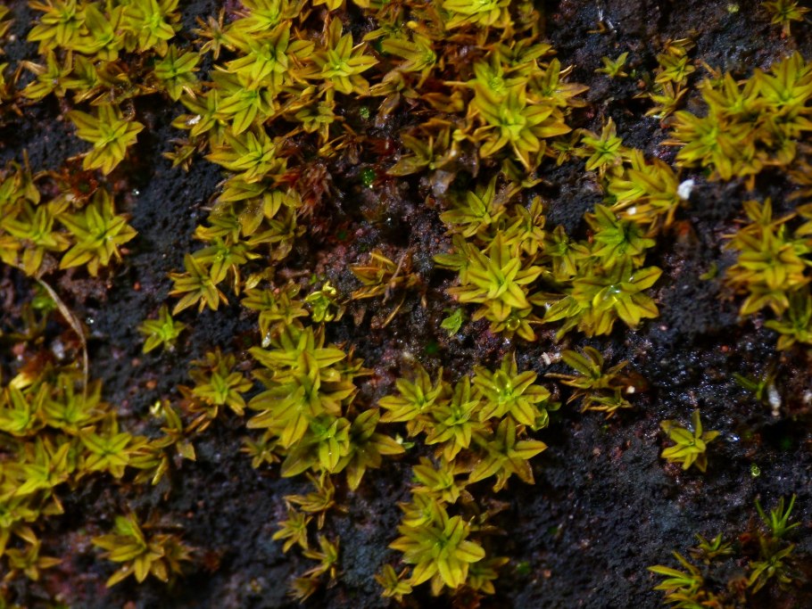 Мох Pottiaceae